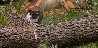 Best Tree Trimming and Pruning  in Parkwood, CA